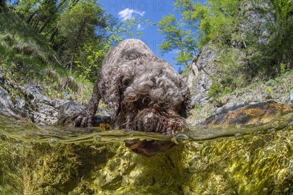 Domestic dog Lagotto Romagnolo playing in the mountain stream of the Kalkalpen National Park