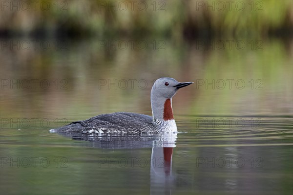 Red-throated loon