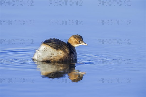 Little grebe