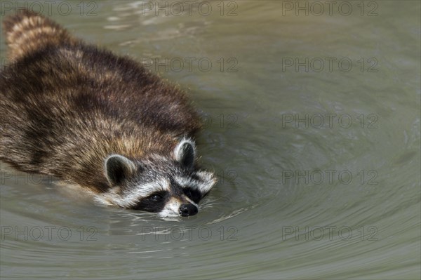 Common raccoon