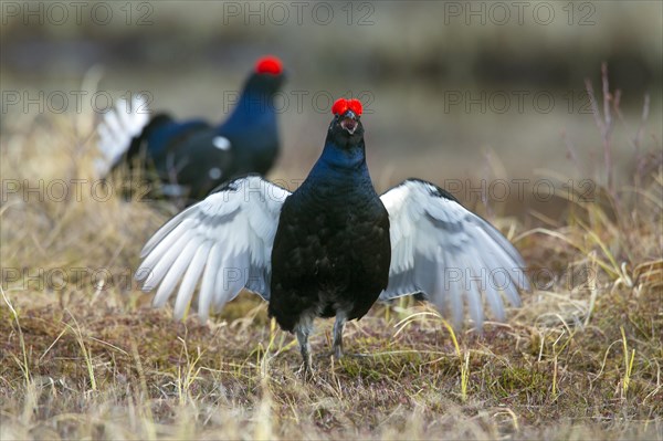 Black grouse