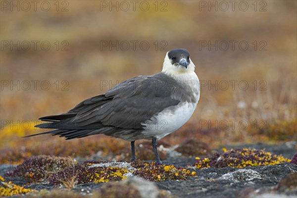 Arctic skua