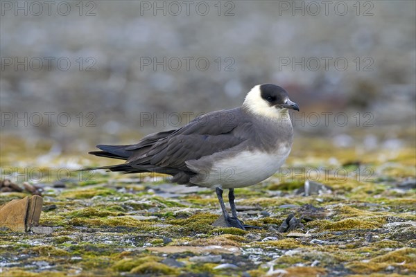 Arctic skua