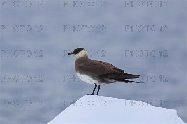 Arctic skua