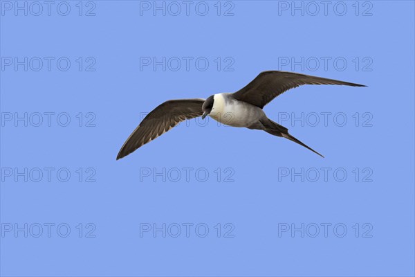 Long-tailed skua