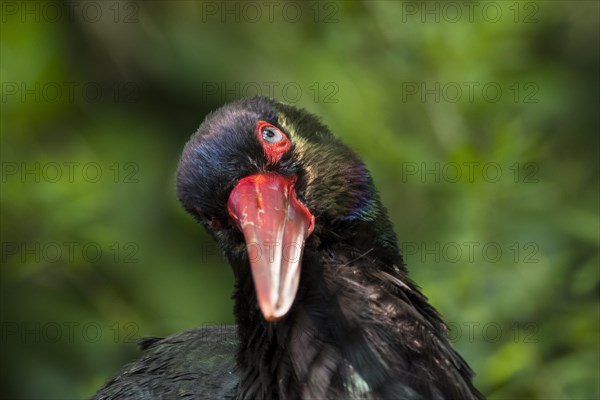 Black stork