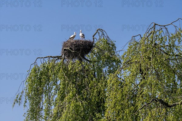 White stork