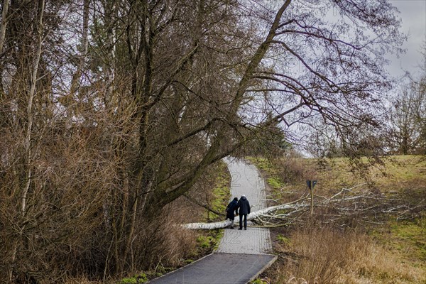 A fallen tree lies across a path. Berlin