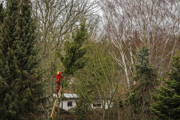 A tree climber cuts down a warped tree with a chainsaw in the Reinickendorf district of Berlin. The hurricane ' Ylenia ' is currently also causing obstructions in Berlin due to fallen trees. Berlin