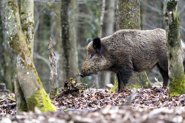 Wild boar