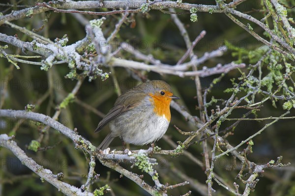 European robin