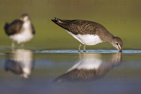 Two green sandpipers