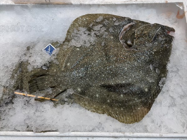 Display of fishery caught fish fresh fish turbot