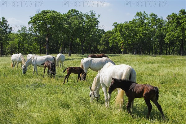 Lipizzaner horses