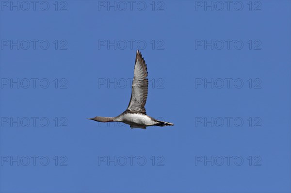 Red-throated Diver