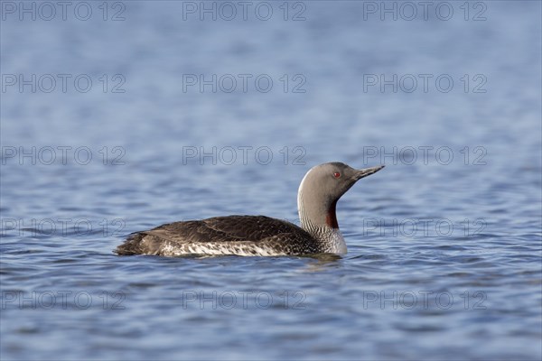 Red-throated loon