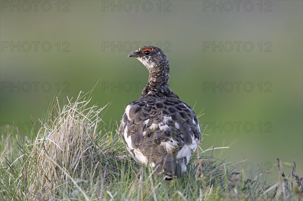 Icelandic rock ptarmigan