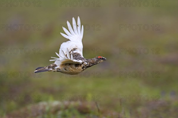 Icelandic rock ptarmigan