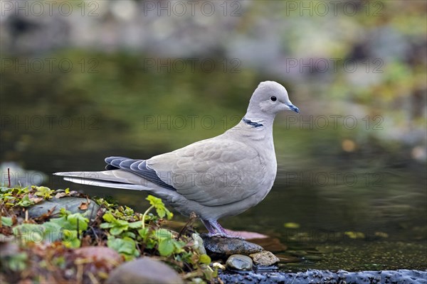 Eurasian collared dove