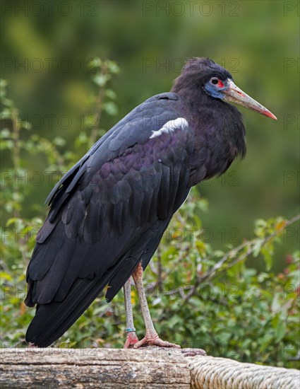 Abdim's stork