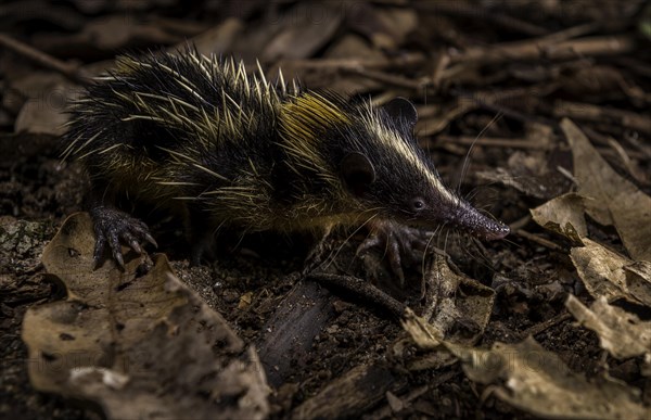 Striped duck trek in the coastal forests of Masoala National Park in north-eastern Madagascar