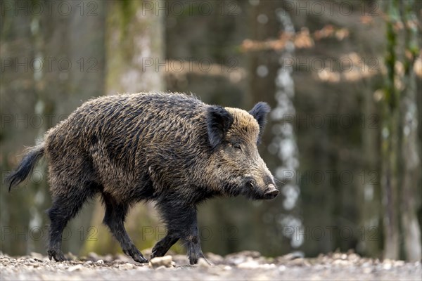 Wild boar