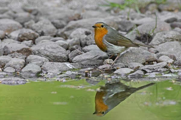 European robin