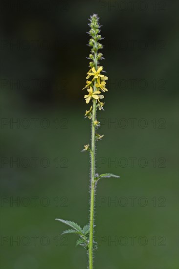 Common agrimony