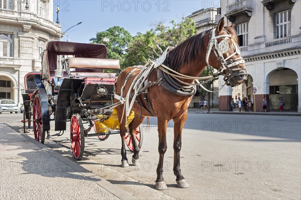 Horse-drawn carriage