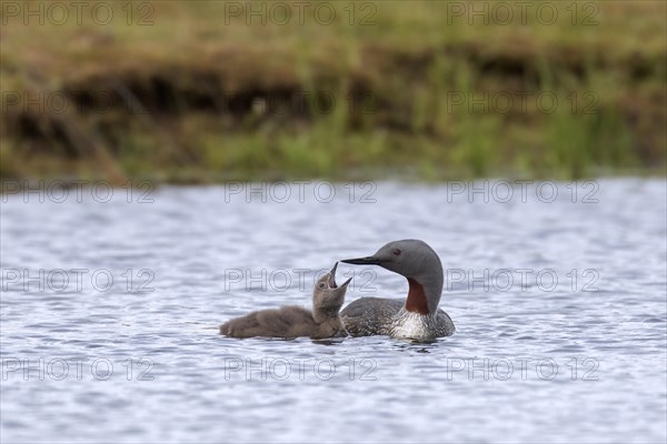 Red-throated loon