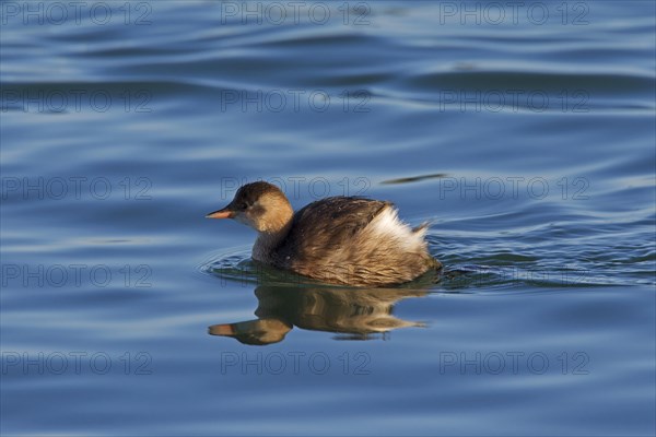 Little Grebe