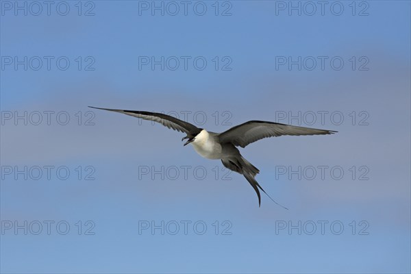 Long-tailed skua