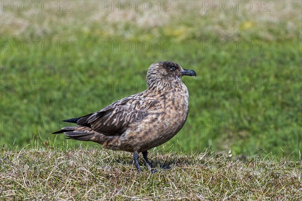 Great skua