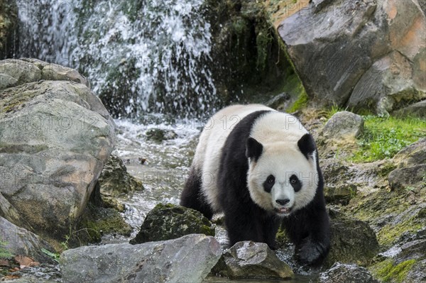 Giant panda