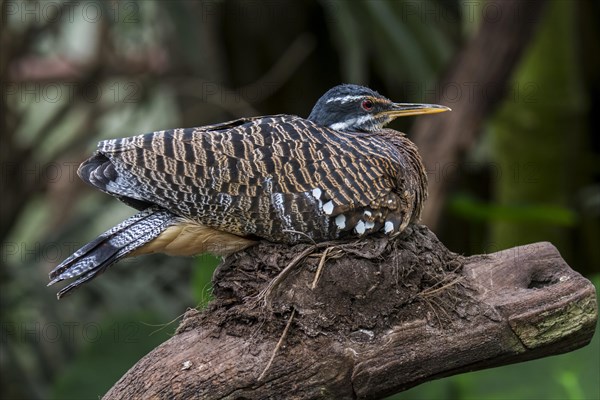 Sunbittern