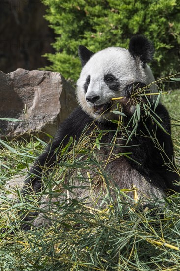 Giant panda