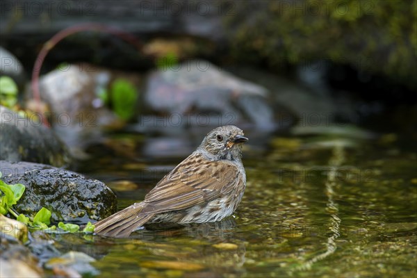 Dunnock