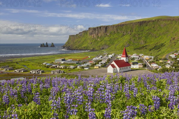 Vik church at the village Vik i Myrdal and lupines in flower in summer