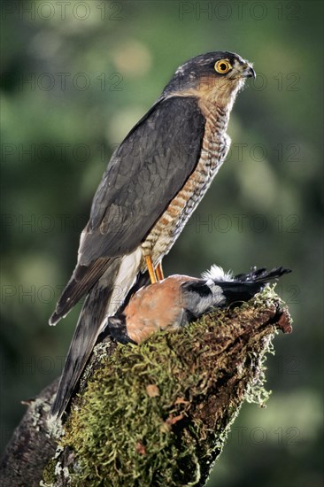 Sperwer met geslagen goudvink op boomstronk in bos Eurasian Sparrowhawk