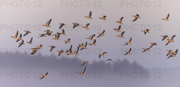 Greylag Goose