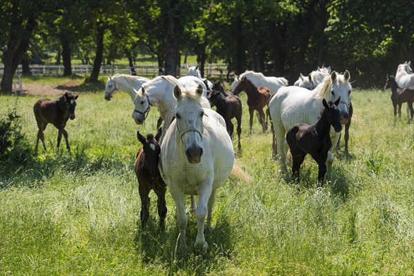 Lipizzaner horses