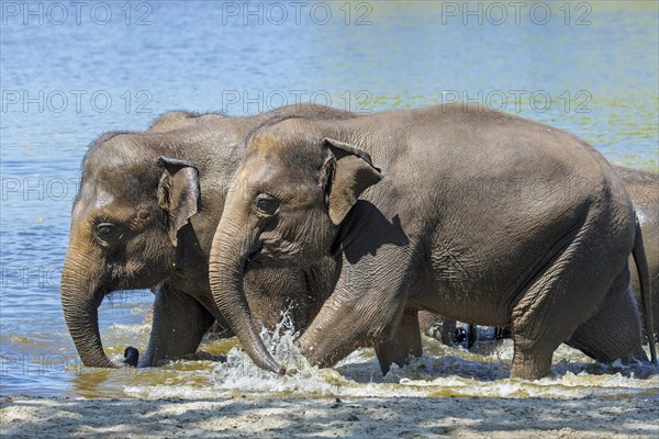 Asian elephant