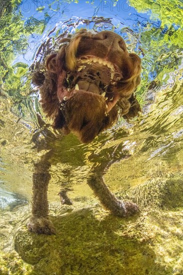 Underwater photo of a mountain stream in the Limestone Alps National Park with domestic dog Lagotto Romagnolo