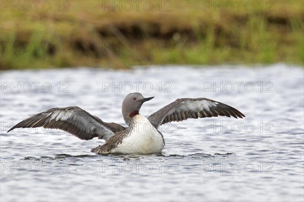 Red-throated loon