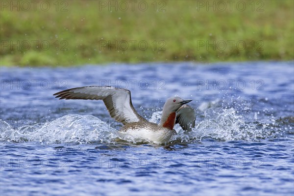 Red-throated loon