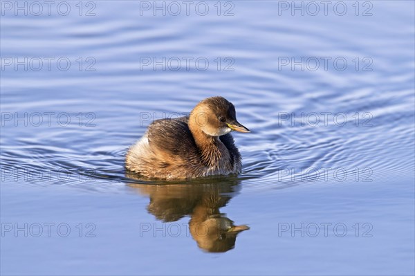 Little grebe