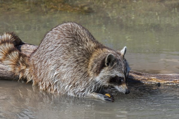 Common raccoon