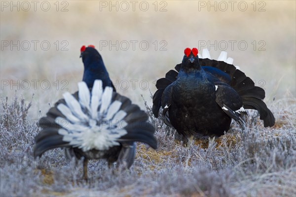 Black grouse