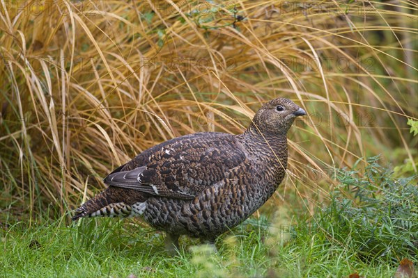 Black grouse