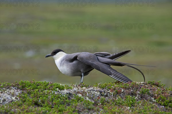 Long-tailed Jaeger